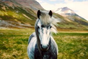 Horse adaptogen benefits