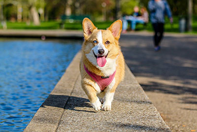 Dog walking outside